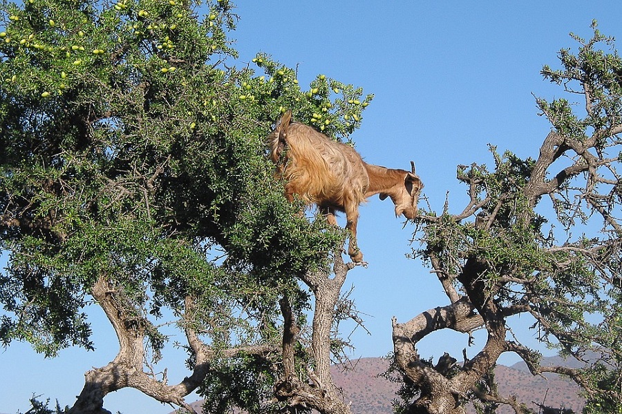 Goat in an Argan Tree