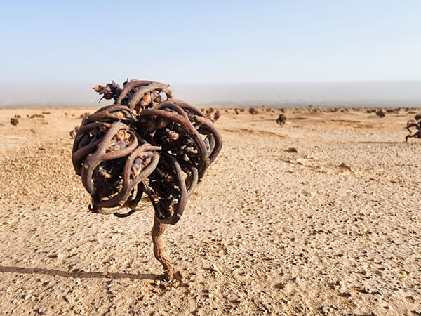 Featured image for “Desert Rose in Iriki Lake Bed”