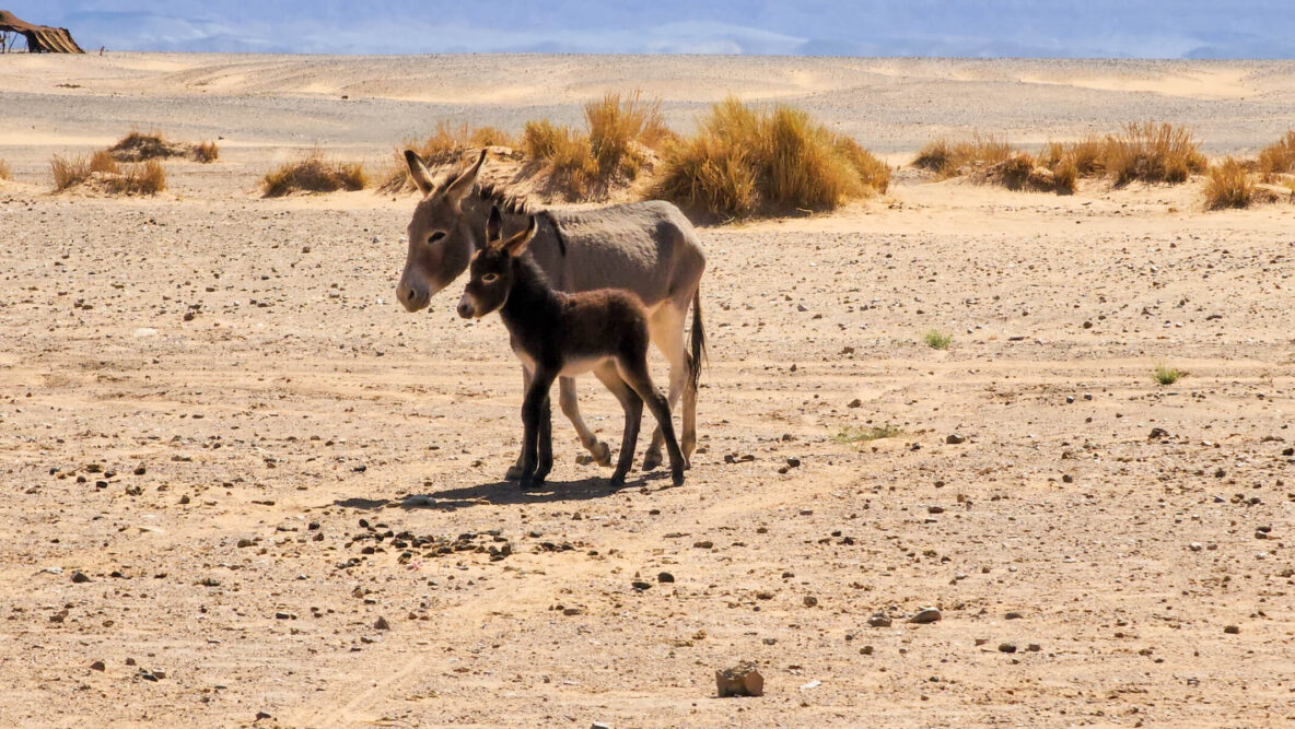 Donkeys in Merzouga Desert