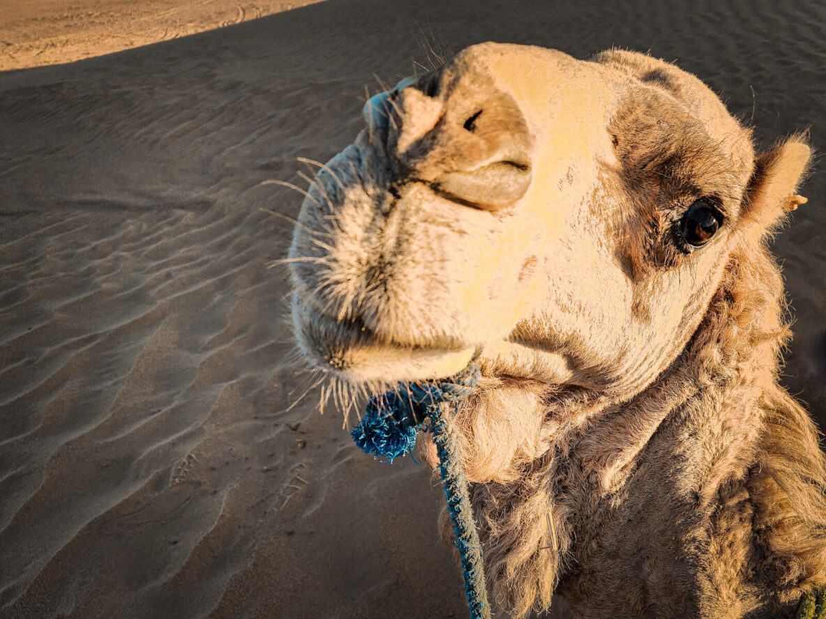 Camel in Erg Lihoudi