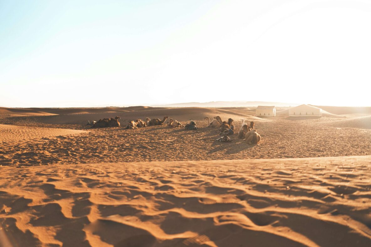 Camels in Zagora