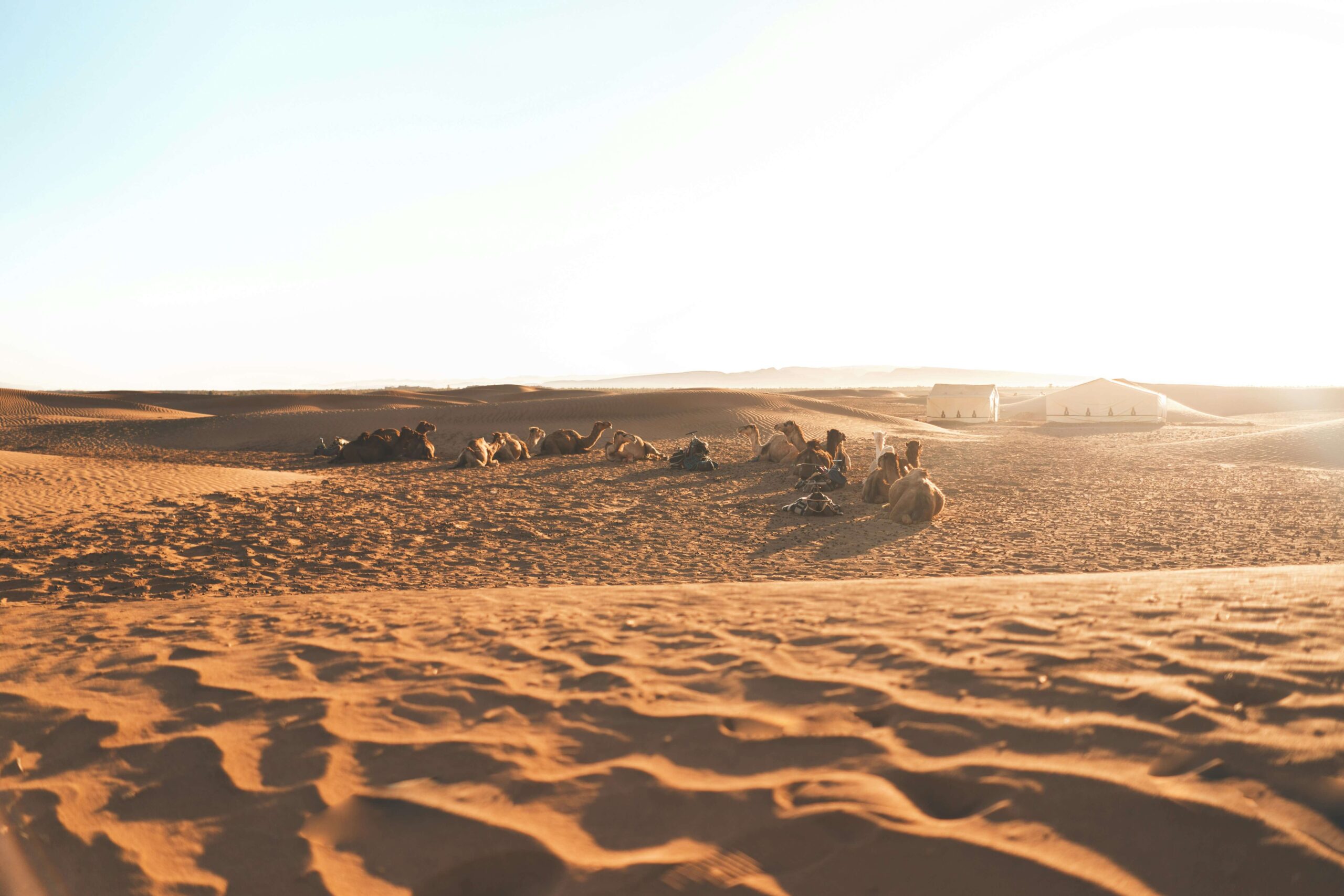 Featured image for “3 Day Excursion from Casablanca to Zagora”
