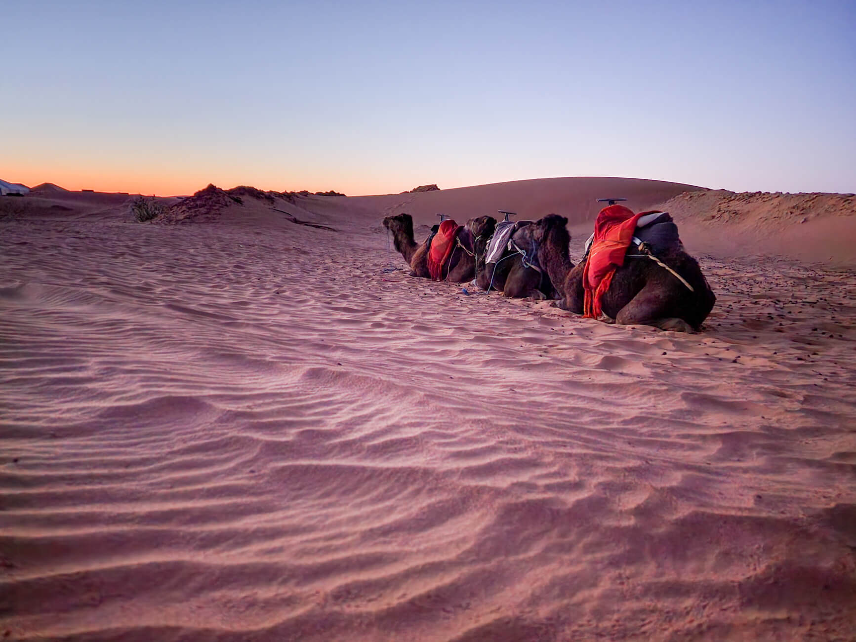 Camels in Erg Chebbi of Merzouga, Morocco