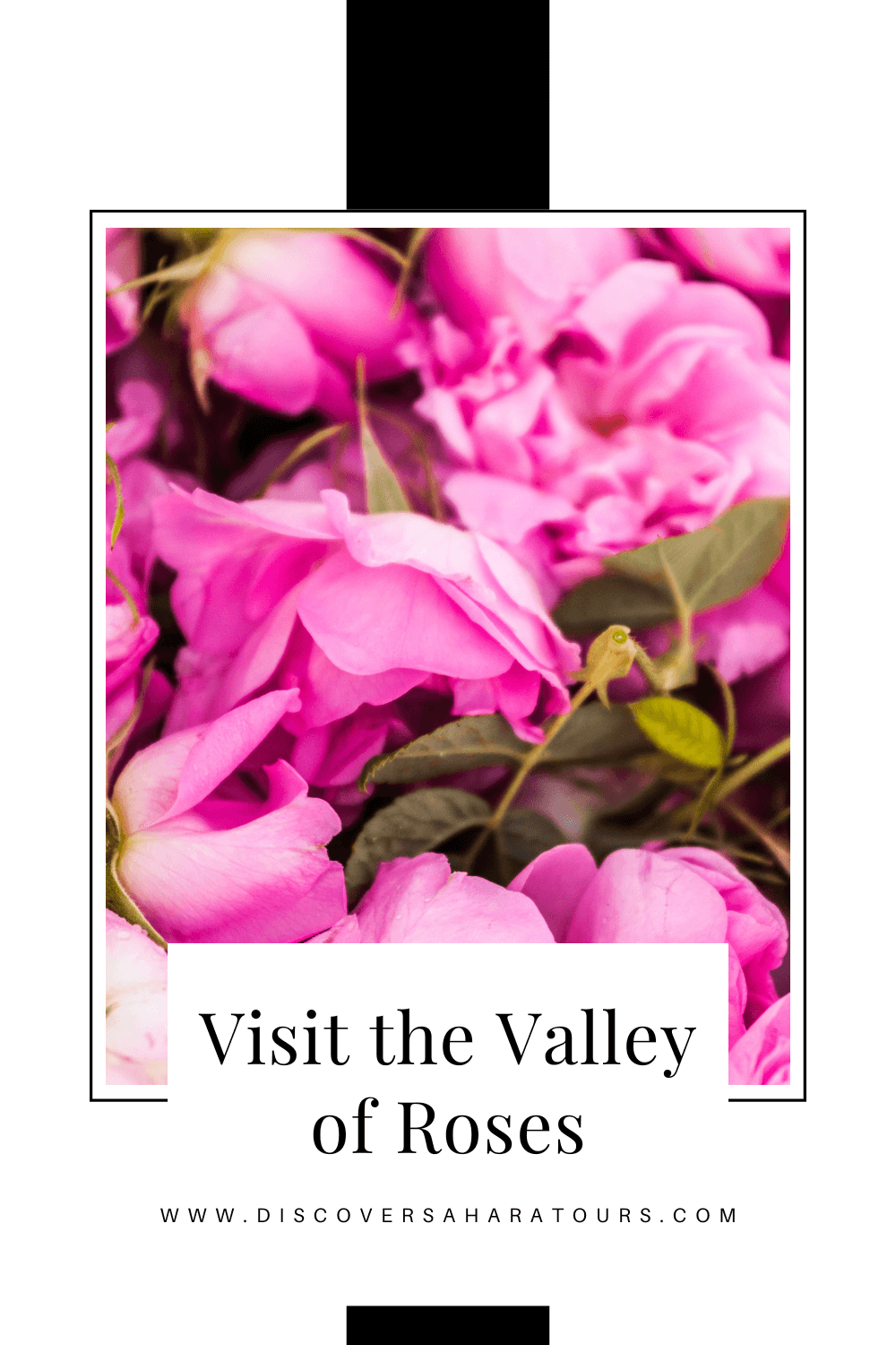 Visit the Valley of the Roses in Morocco