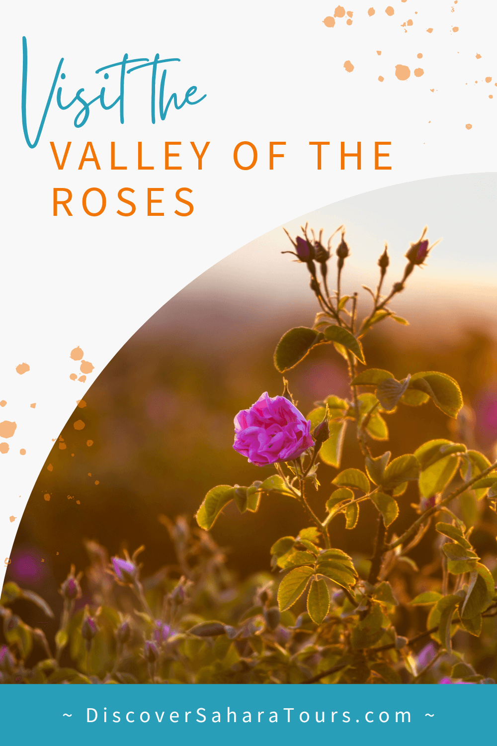 Visit the Valley of the Roses in Morocco