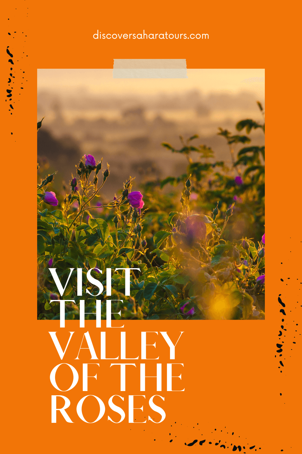 Visit the Valley of the Roses in Morocco