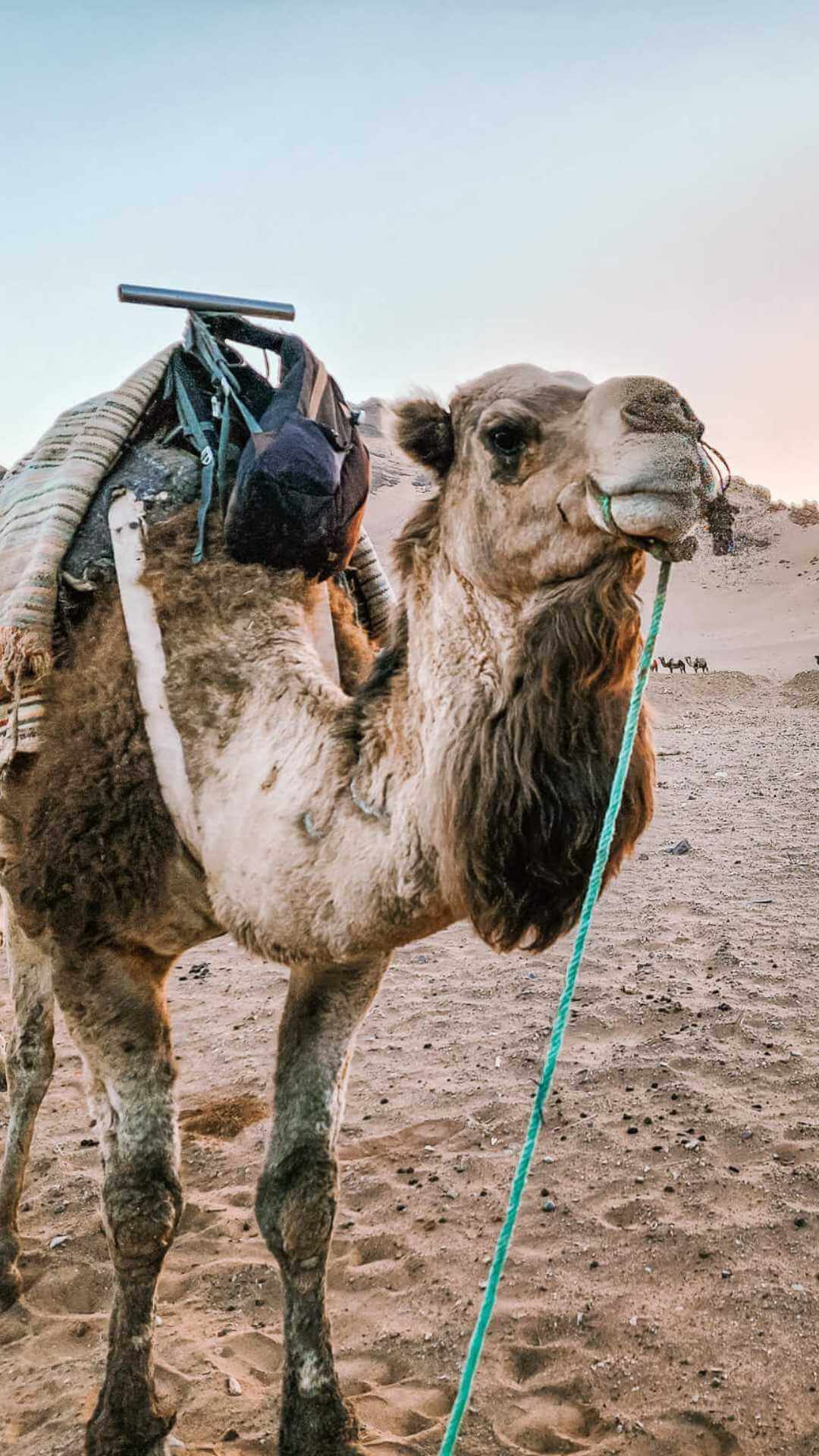 Featured image for “Camel in the Zagora Desert”