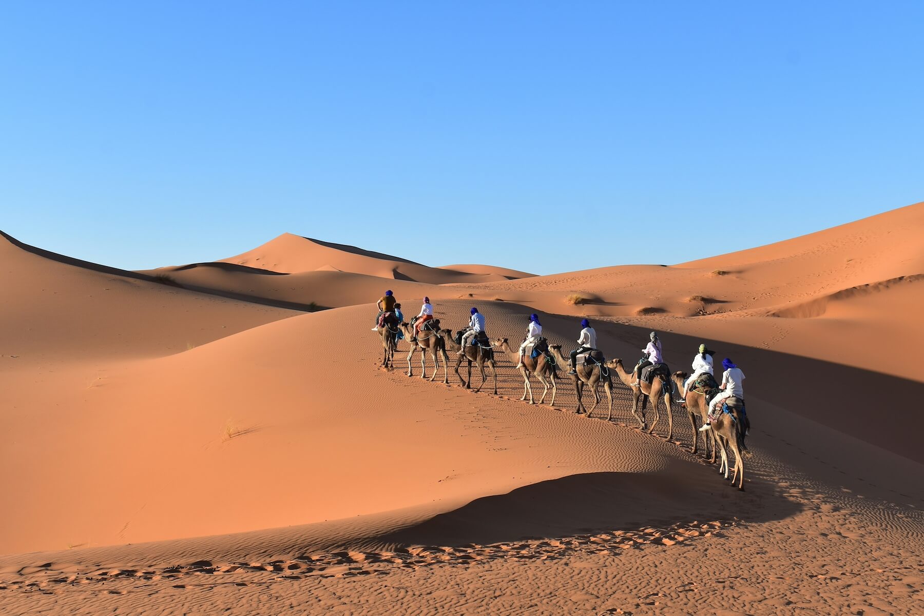 A caravan of camels riding through the tall dunes of Erg Chebbi in Merzouga, Morocco