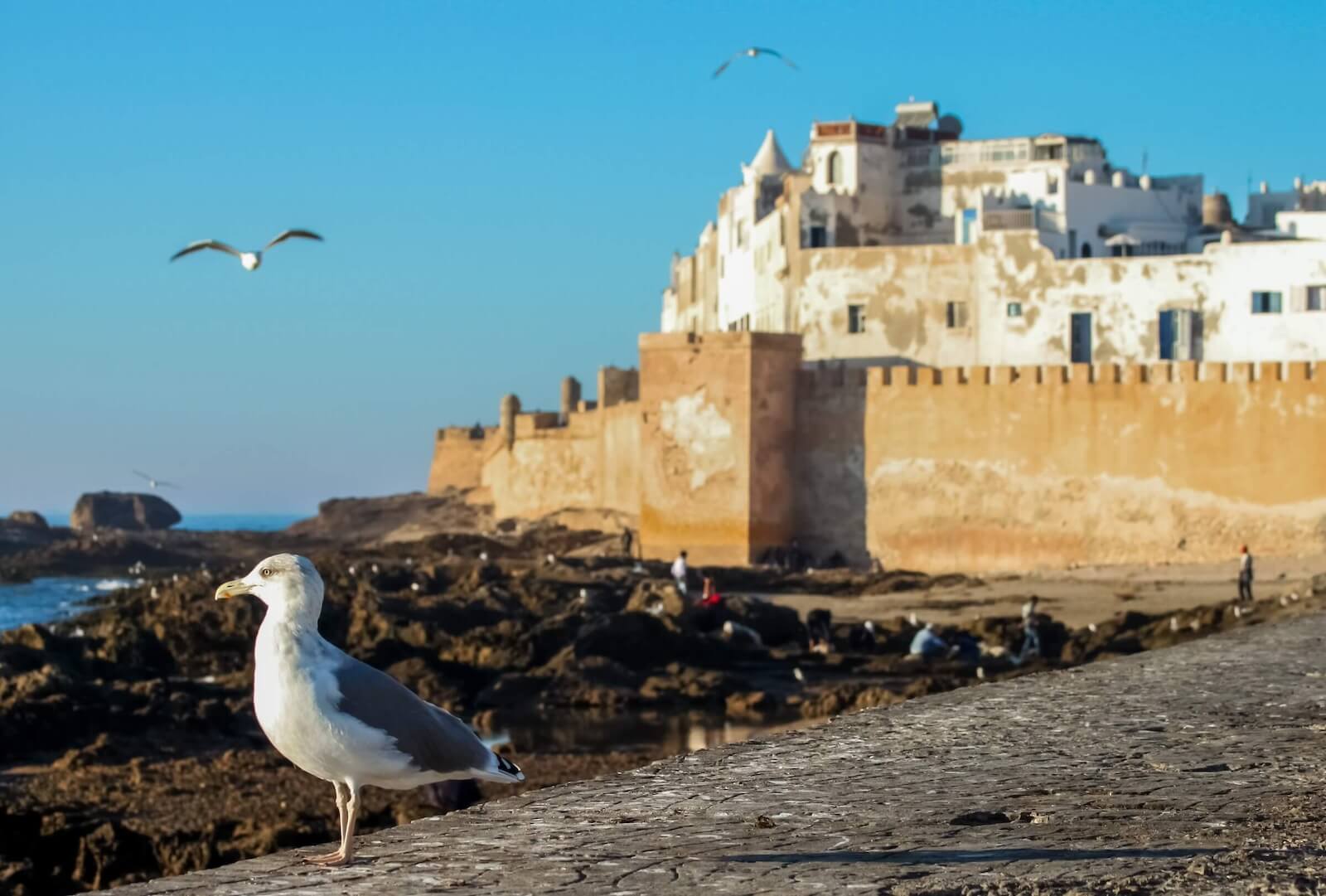 Seagulls and the coast of Morocco with the Medina of Essaouria in the background